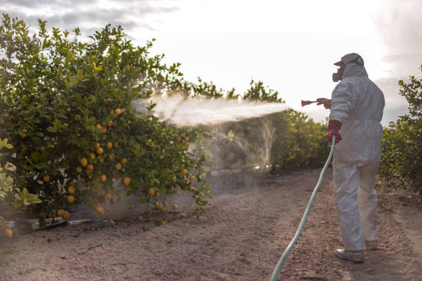 Best Flea Control Services  in Stepping Stone, CO