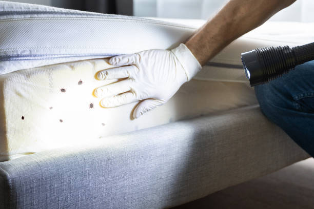 Flea Control Services in Stepping Stone, CO
