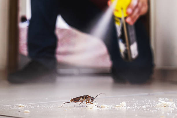 Best Flea Control Services  in Stepping Stone, CO